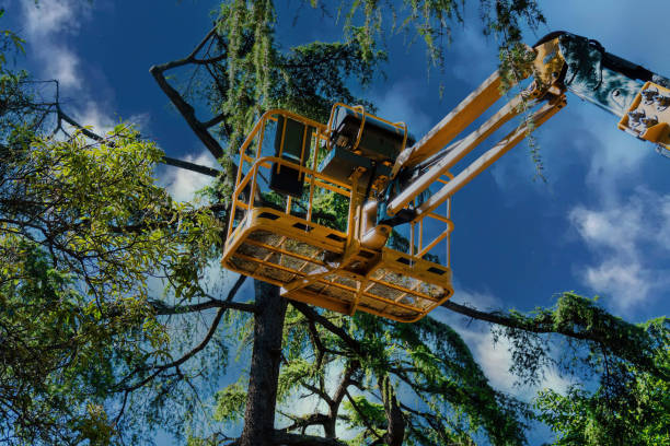 How Our Tree Care Process Works  in  Old Miakka, FL